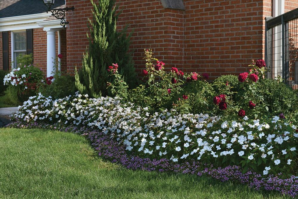 Impatiens, White Shimmer Packet