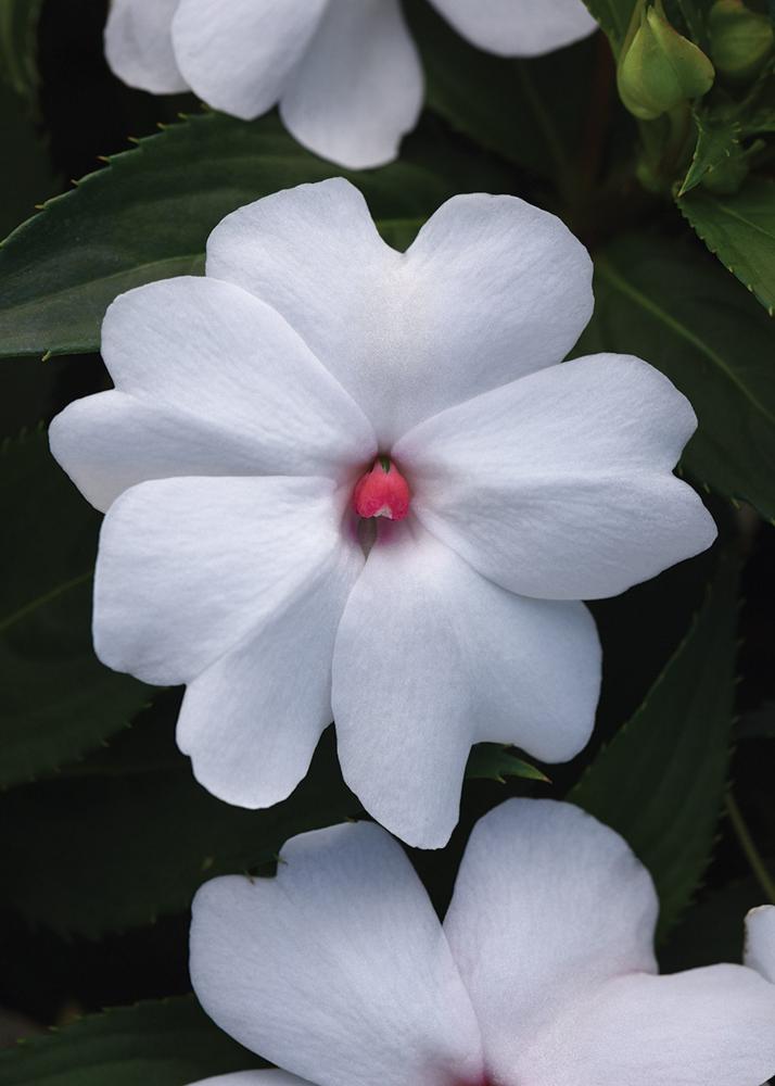 Impatiens, White Shimmer Packet