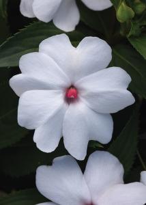 Impatiens, White Shimmer Packet