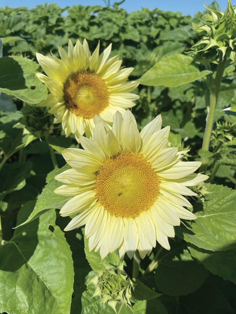 Sunflower, White Lite Packet