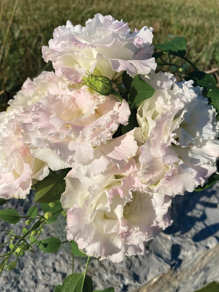 Lisianthus, Voyage First Love Packet