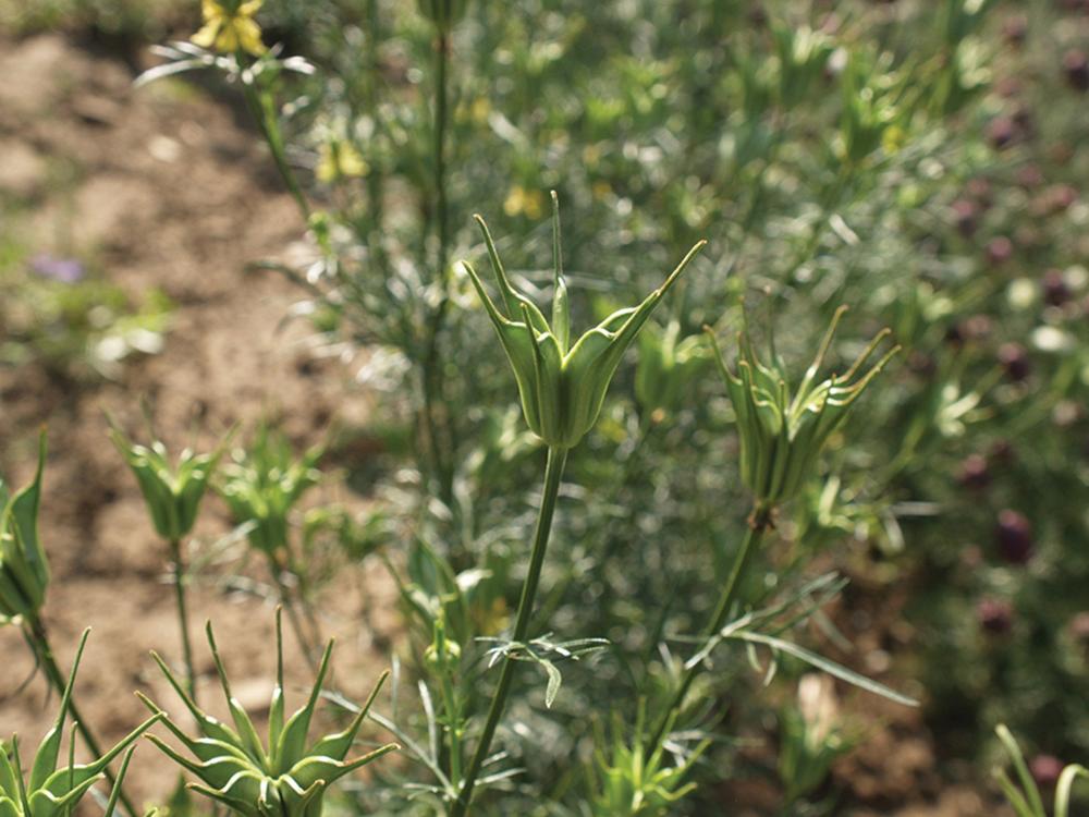Nigella, Transformer 5 grams