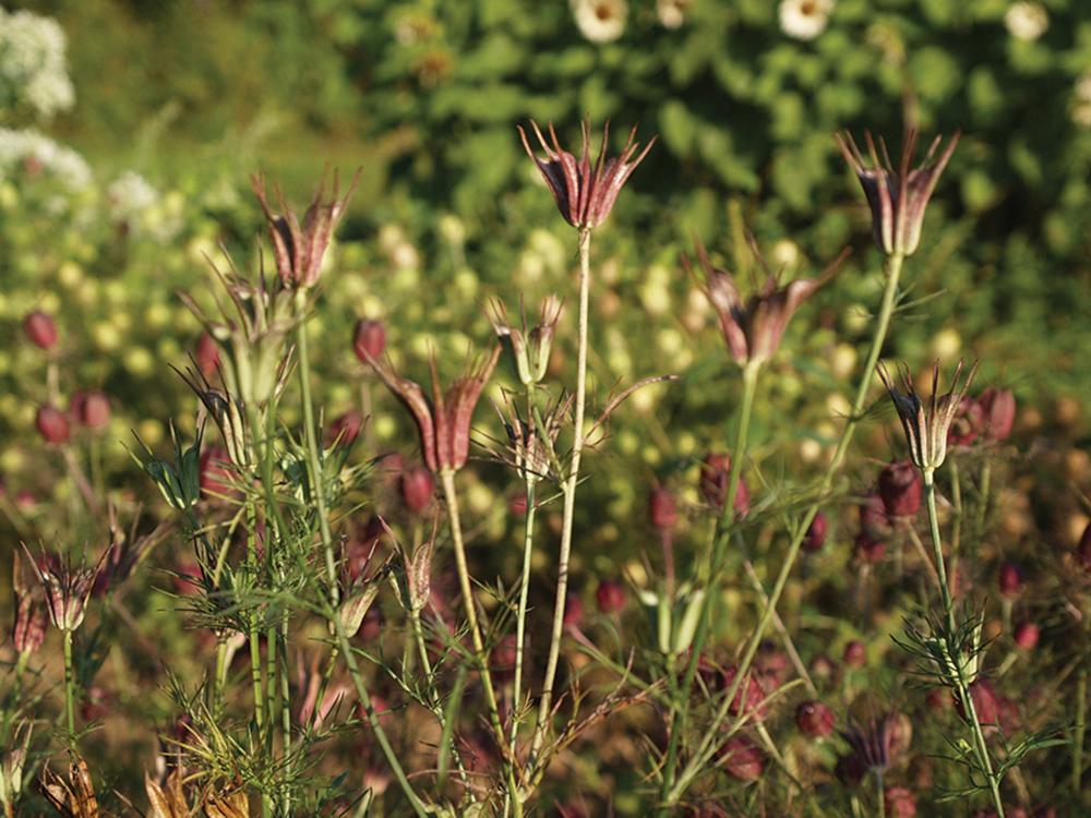 Nigella, Transformer 5 grams