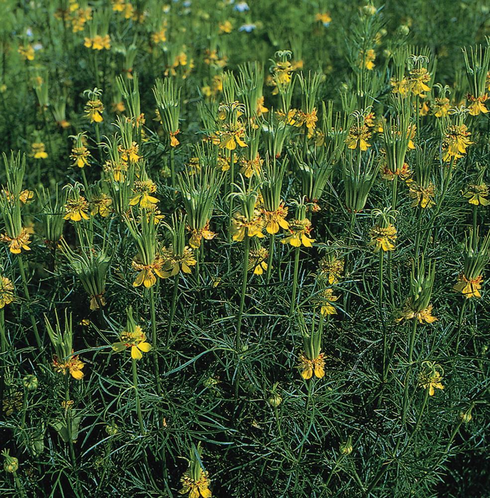 Nigella, Transformer 5 grams