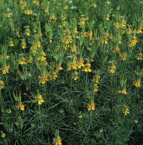 Nigella, Transformer 5 grams