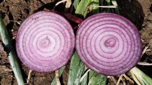 Onion, Tannat Hybrid Packet