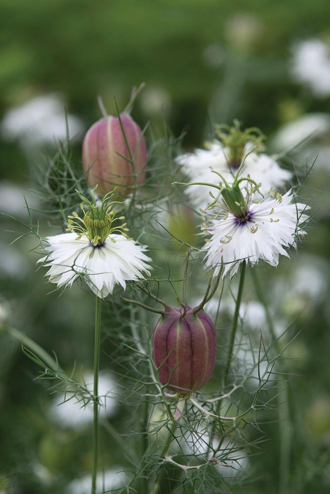 Nigella, Albion Black Pod 5 grams