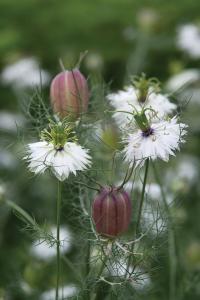 Nigella, Albion Black Pod 5 grams