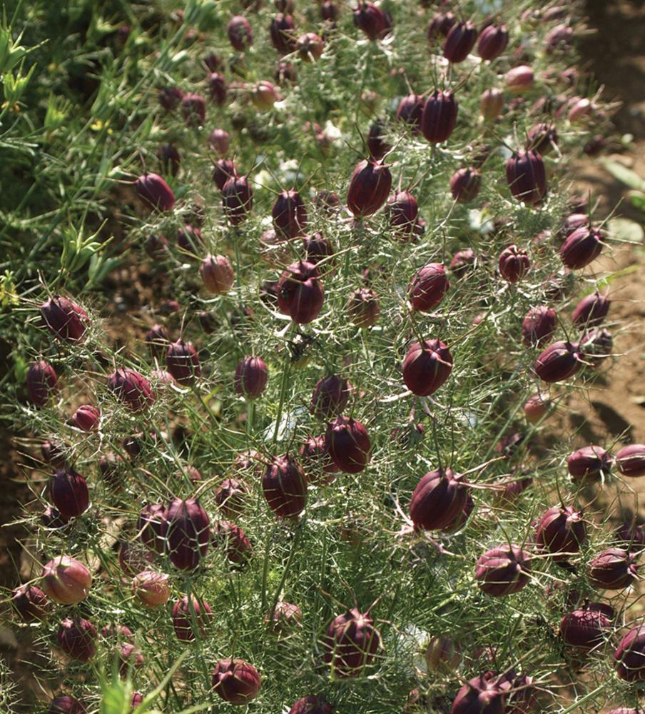 Nigella, Albion Black Pod 5 grams
