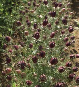 Nigella, Albion Black Pod 5 grams