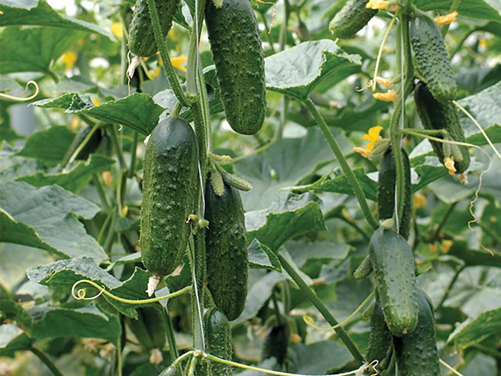 Cucumber, Excelsior Hybrid Organic Packet