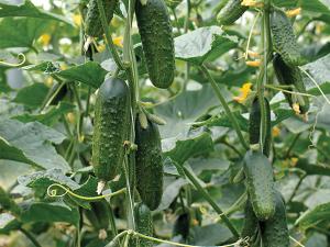 Cucumber, Excelsior Hybrid Organic Packet