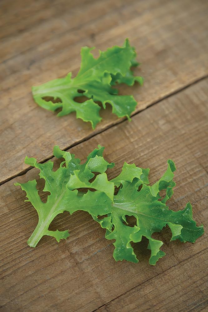 Lettuce, Wizard Packet
