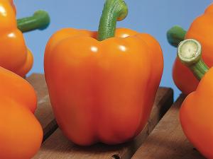Peppers, Milena Hybrid Organic Packet