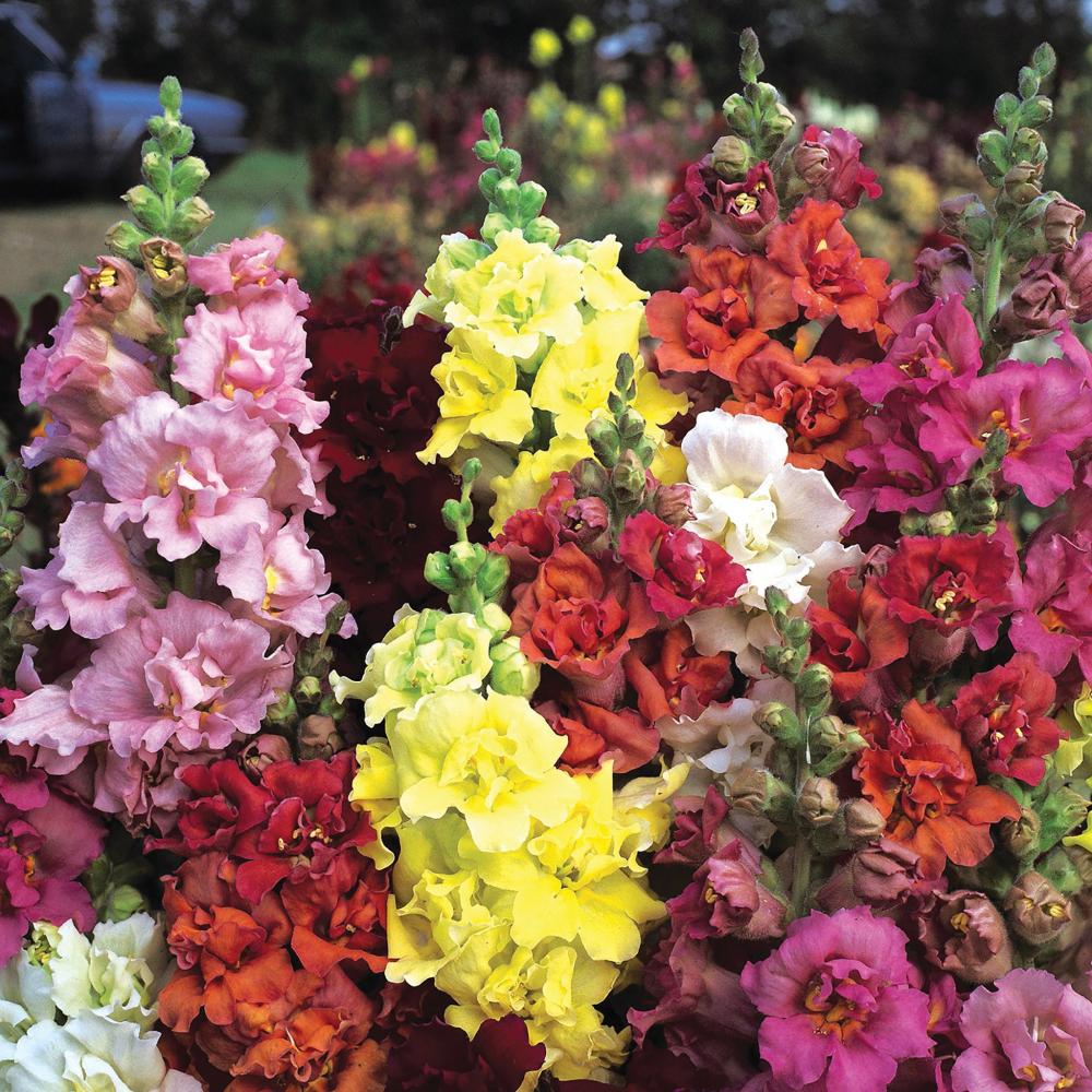Snapdragon, Madame Butterfly Packet