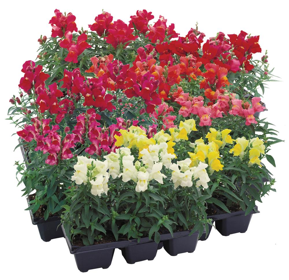 Snapdragon, Floral Showers Mix Packet