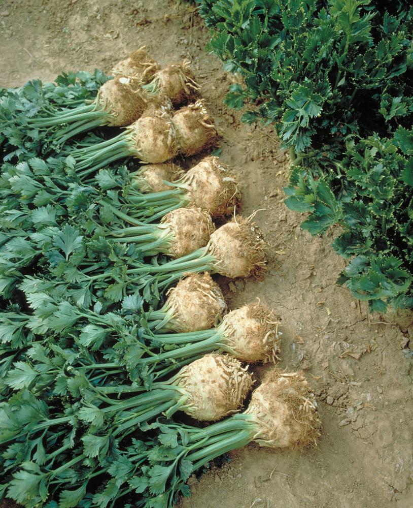 Celeriac, Mars Organic Packet