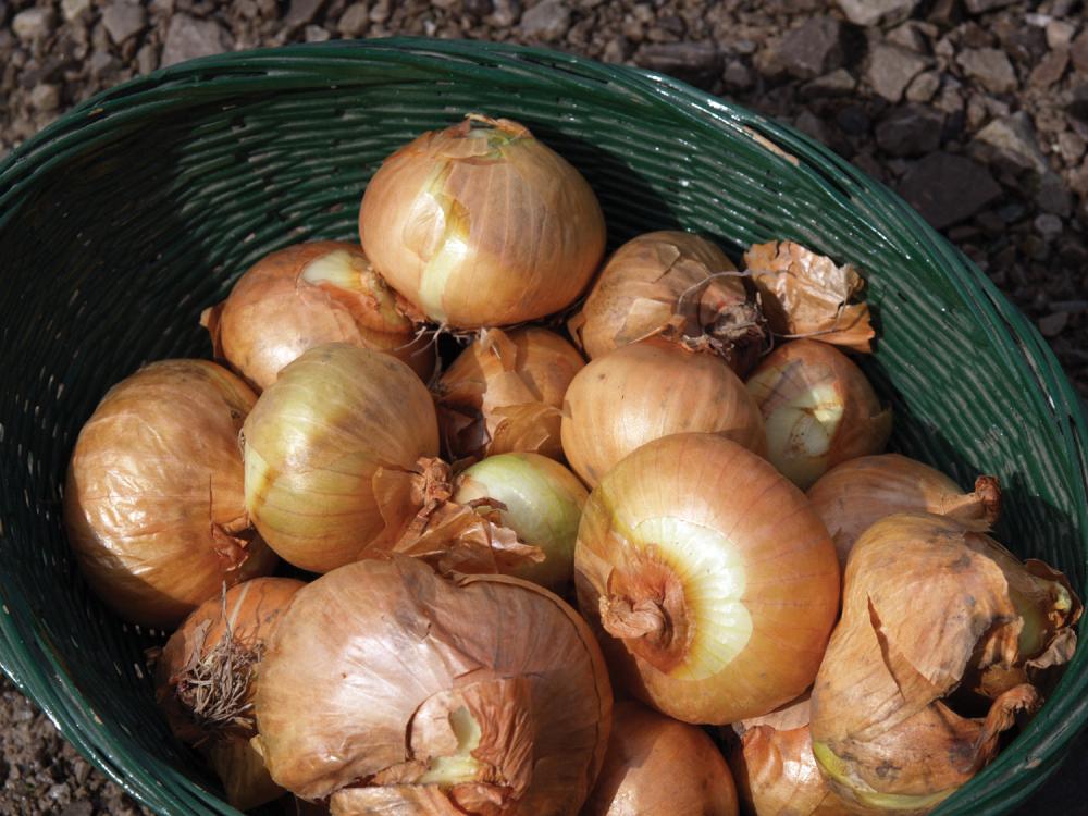 Onion Sets, Multipliers 250 grams