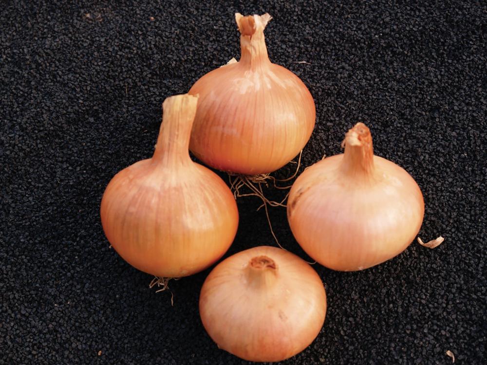 Onion Sets, Yellow Dutch 1 pounds