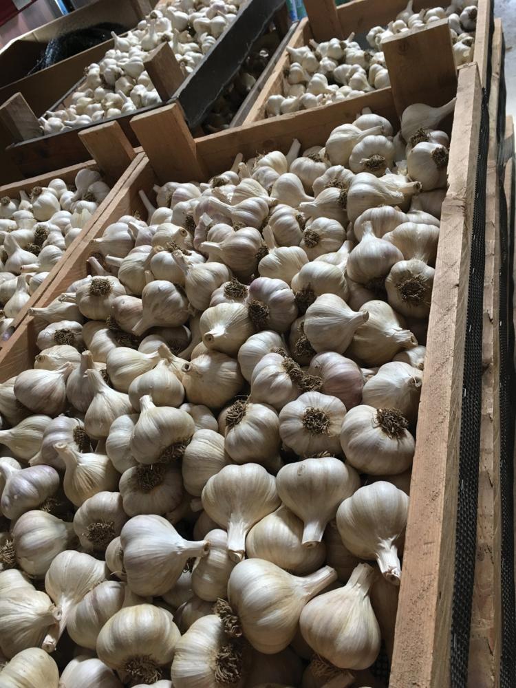 Garlic, Spring Garlic 250 grams