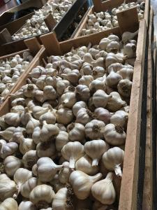 Garlic, Spring Garlic 250 grams