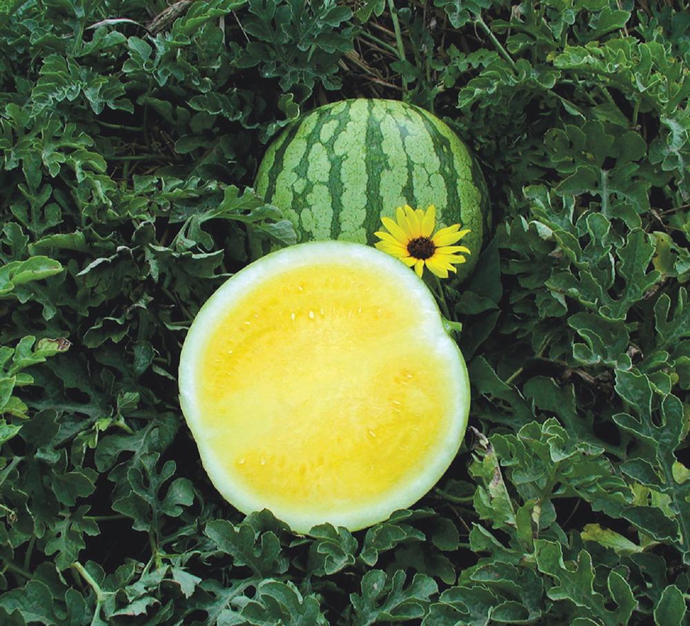 Watermelon, Yellow Buttercup Hybrid Packet