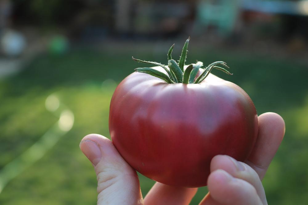 Tomatoes, Purple Boy  Hybrid Packet