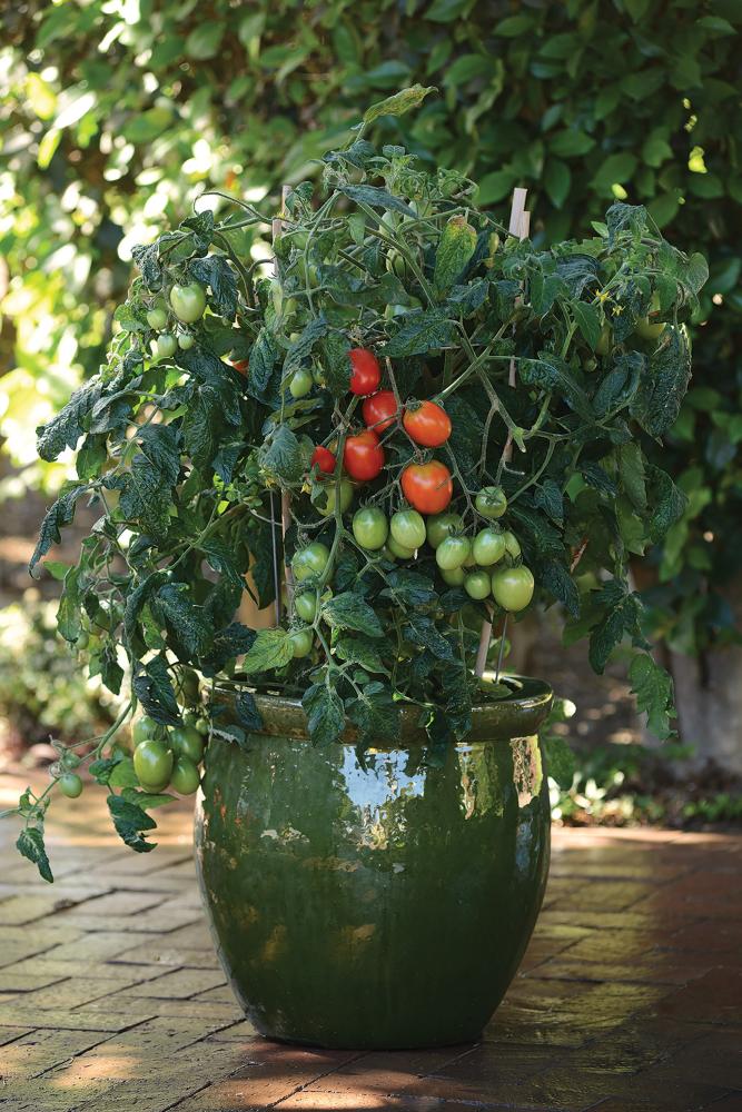 Tomatoes, Little Napoli Hybrid Packet