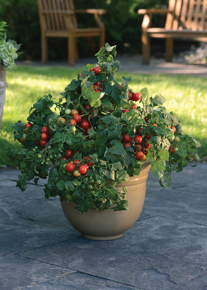 Tomatoes, Little Bing Hybrid Packet
