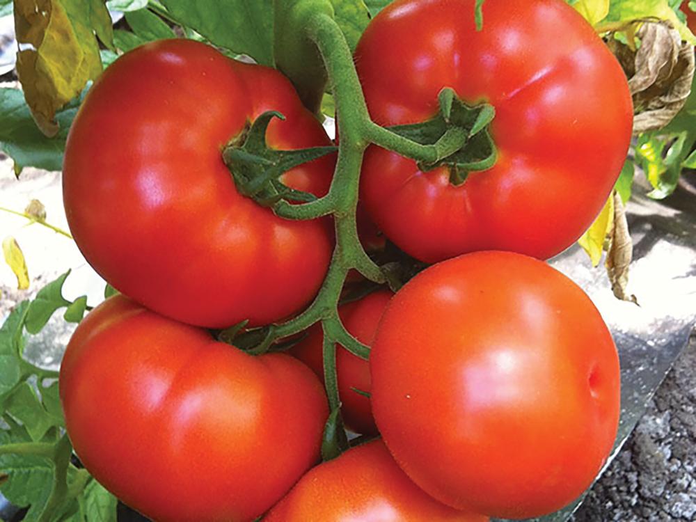Tomatoes, Caiman Hybrid Organic Packet