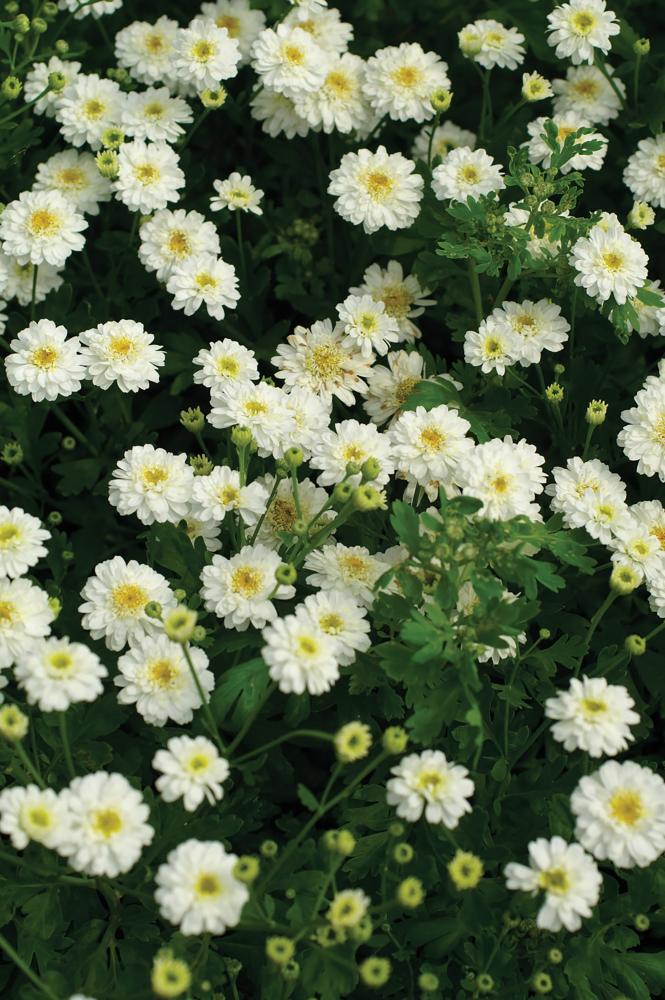Tanacetum, QIS Tetra White Wonder Packet