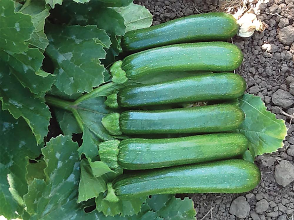 Summer Squash, Green Machine F-1 Organic Packet