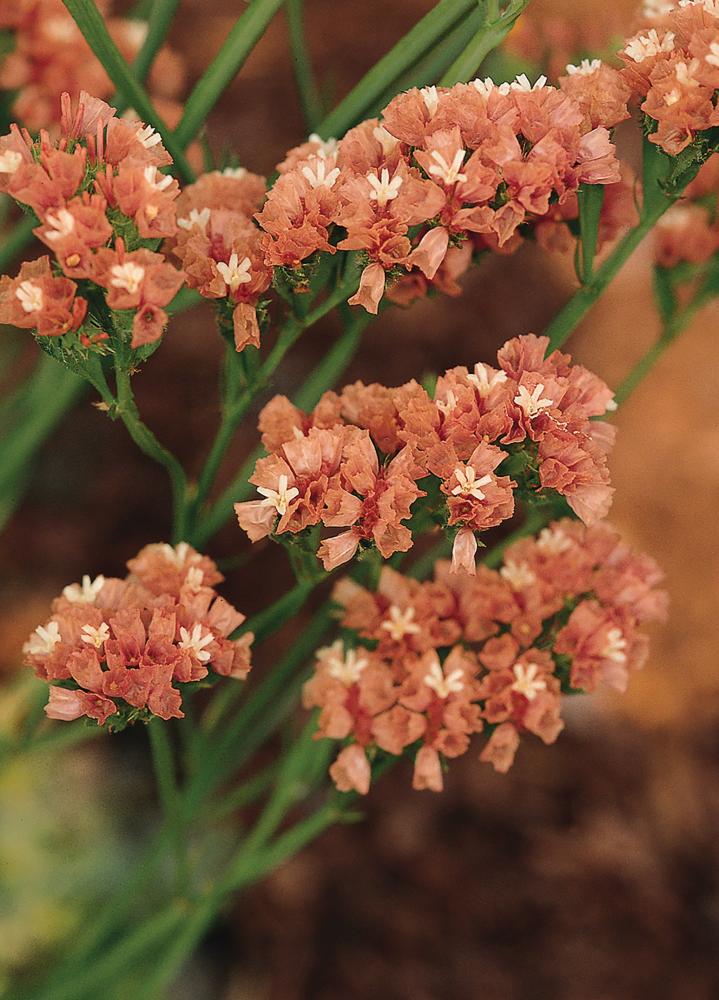Statice, QIS Apricot Packet