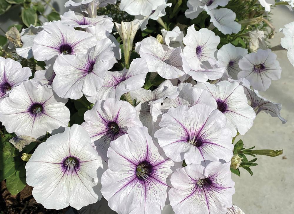 Petunia, Trilogy Silver Throat Packet