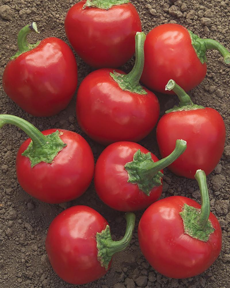 Peppers, Time Bomb Hybrid Packet