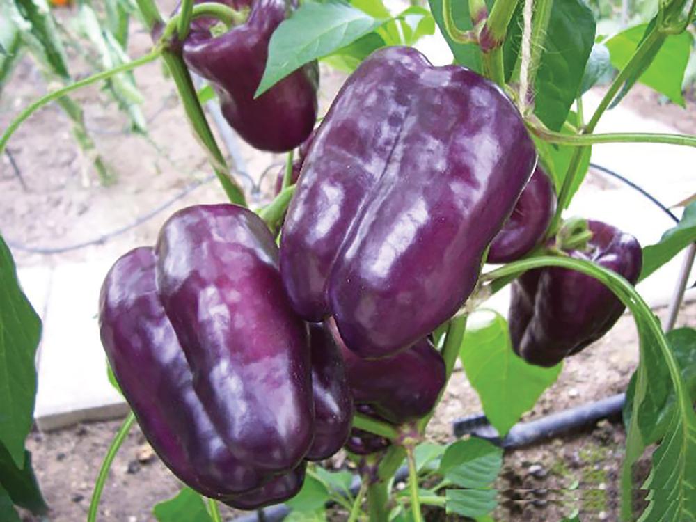 Peppers, Tequila Hybrid Packet
