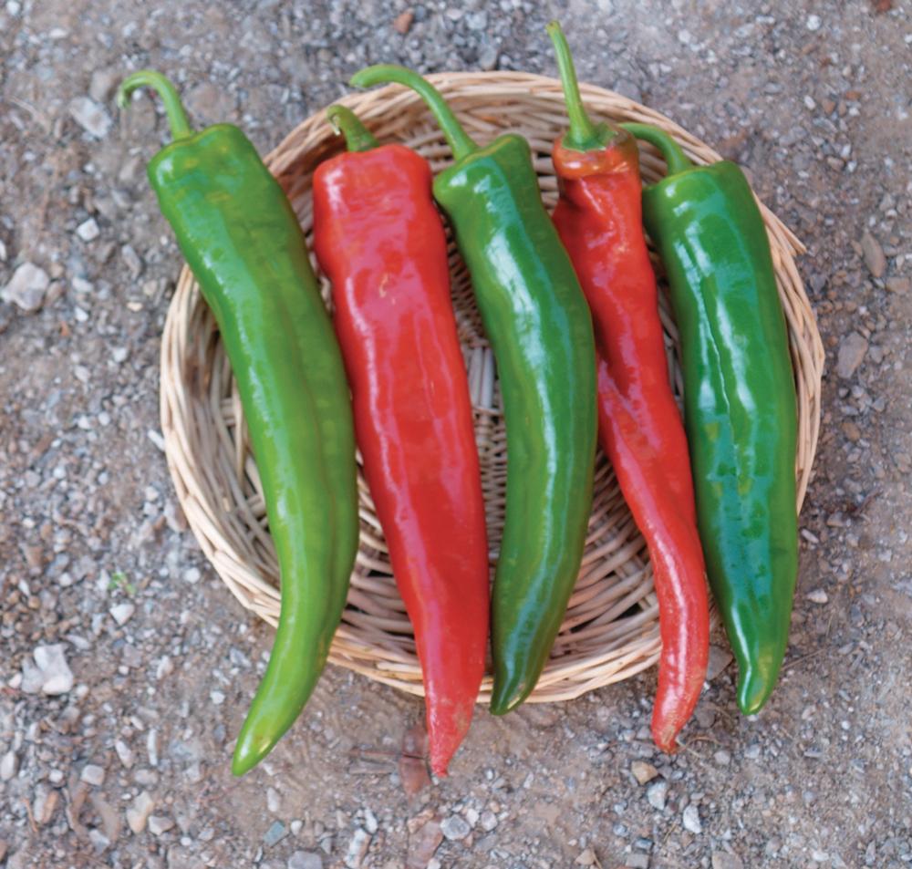 Peppers, Biggie Chili Hybrid Packet