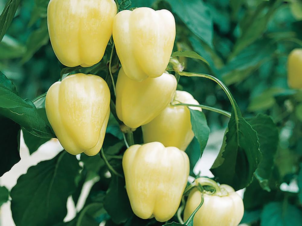 Peppers, Bianca Hybrid Packet