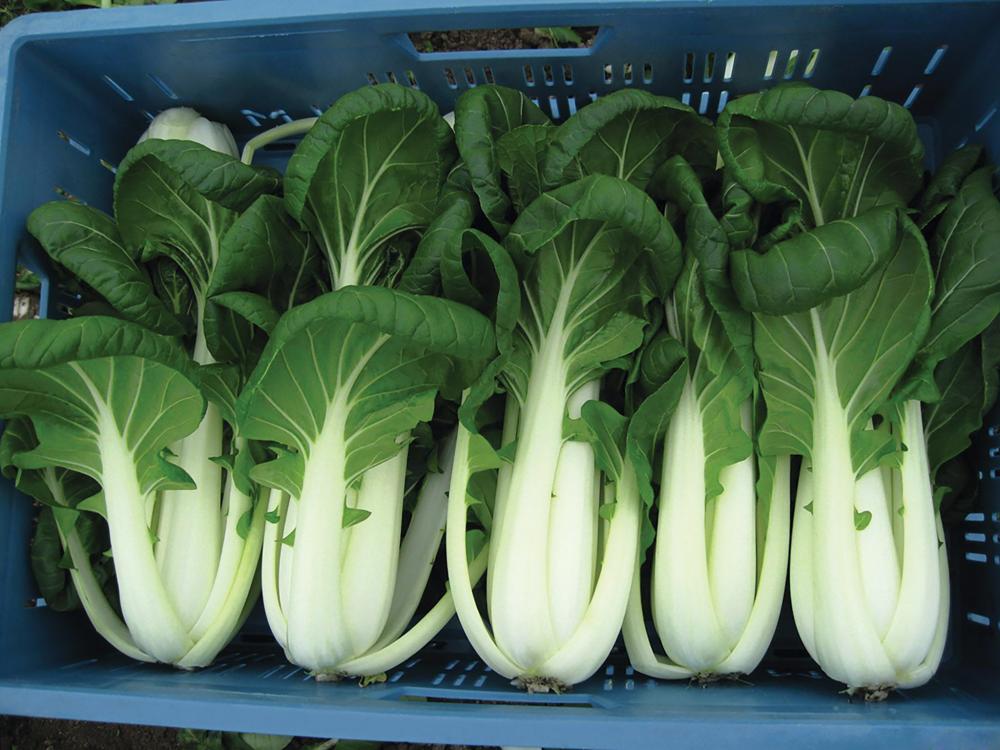 Pak Choy, Bopak Hybrid Organic Packet