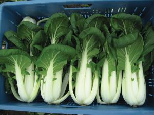 Pak Choy, Bopak Hybrid Organic Packet