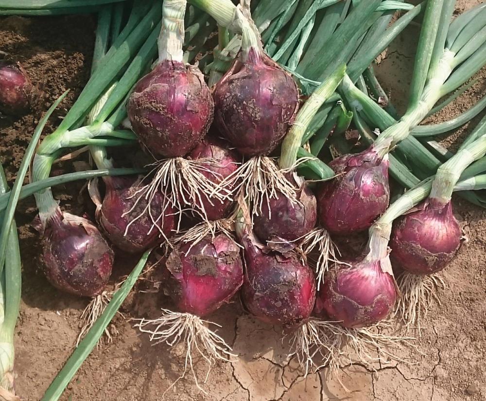 Onions, Red Spring Hybrid Packet
