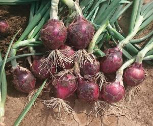 Onions, Red Spring Hybrid Packet