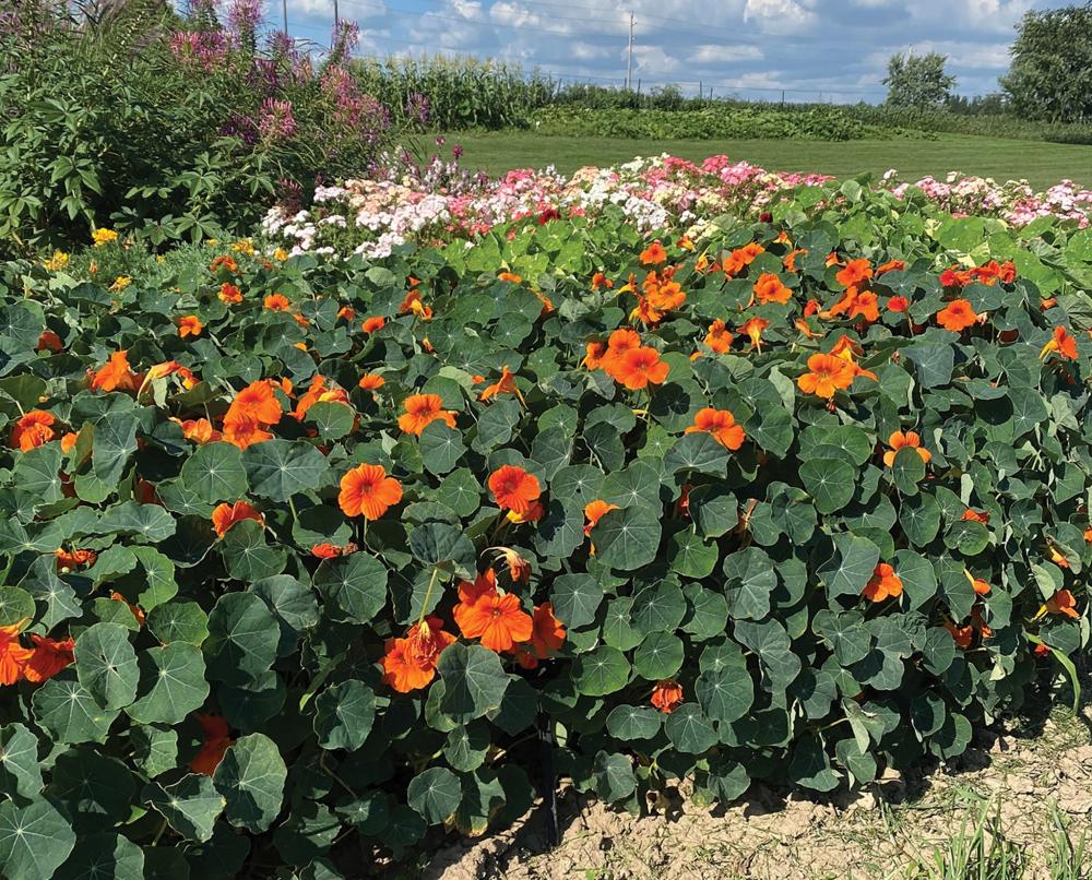 Nasturtium, Baby Orange Packet