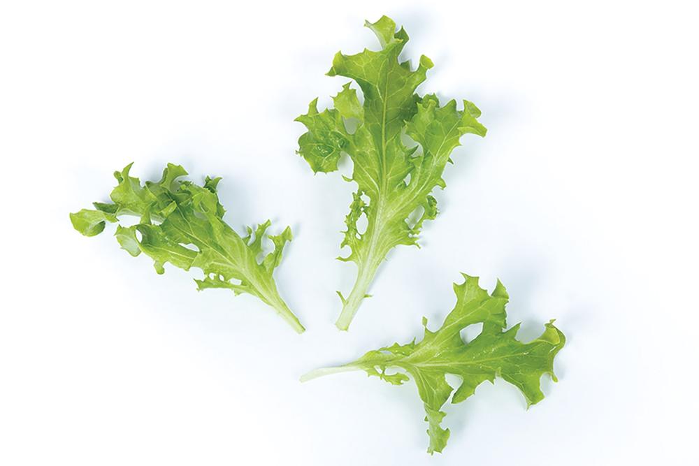 Lettuce, Tang 9017 Packet