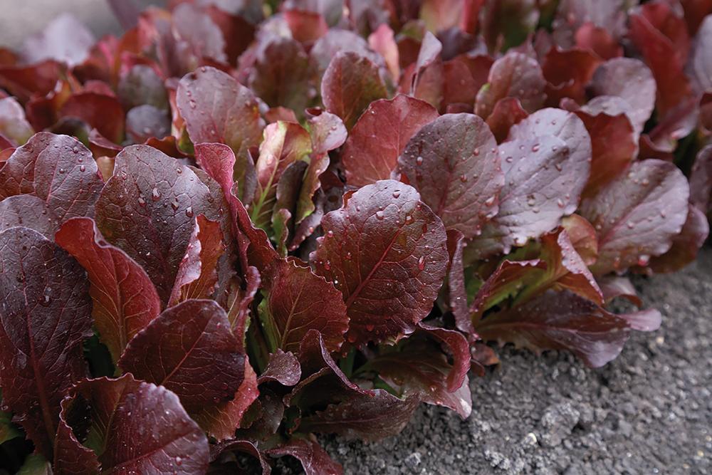 Lettuce, Taboo Packet
