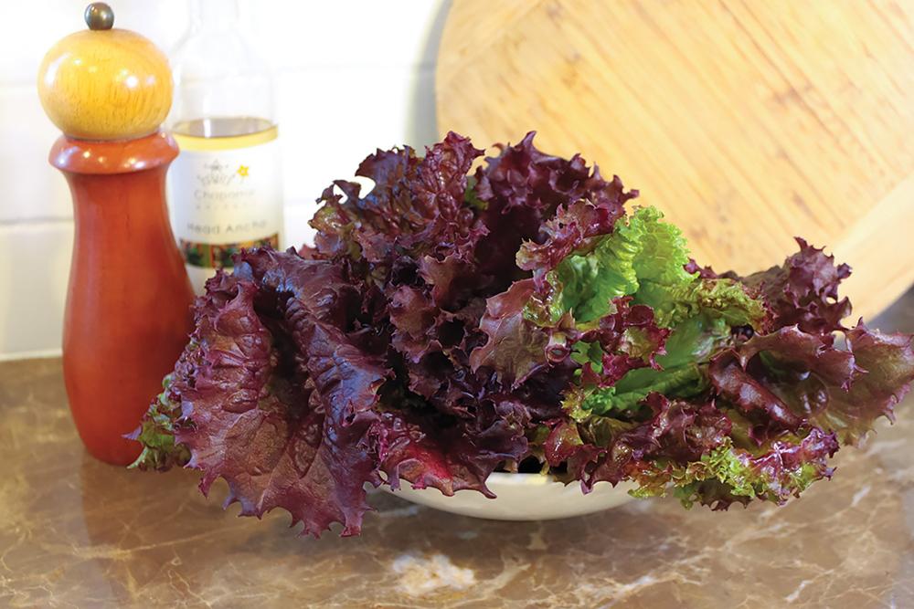 Lettuce, Saratoga Packet