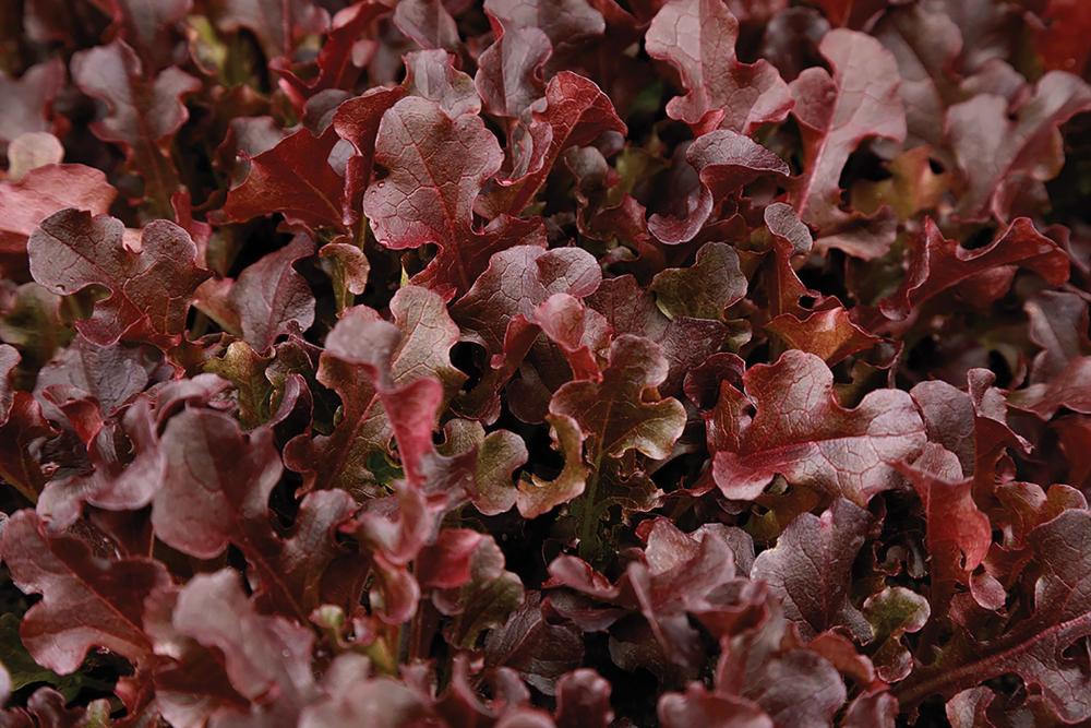 Lettuce, Red Dragon Packet
