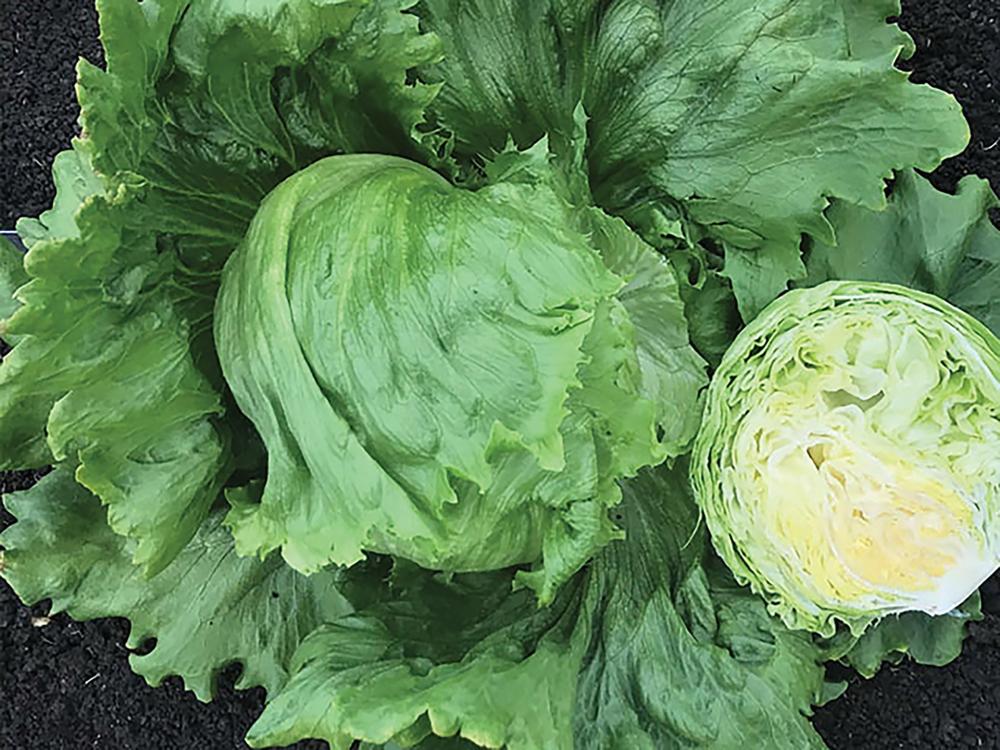 Lettuce, Paonia Organic Packet