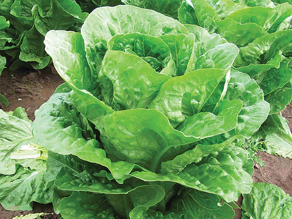 Lettuce, Mezquite Organic Packet