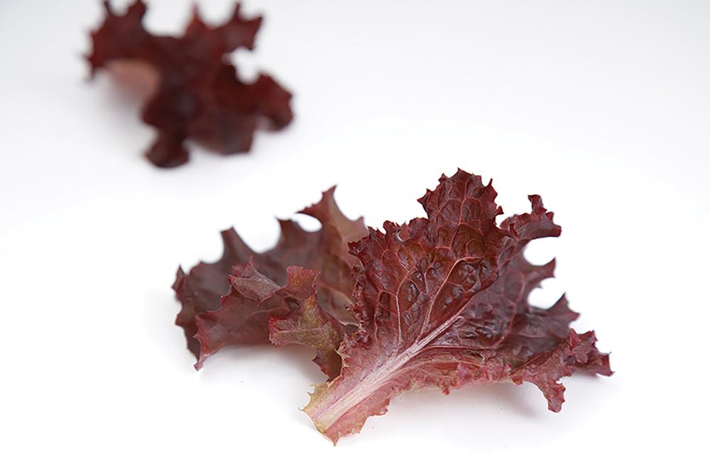 Lettuce, Lola 9208 Packet
